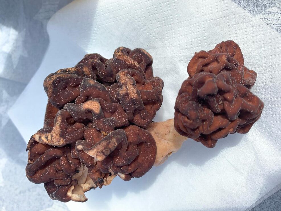 法國小鎮爆「漸凍症群聚」！竟與當地特產美食有關？科學家揭潛在元兇